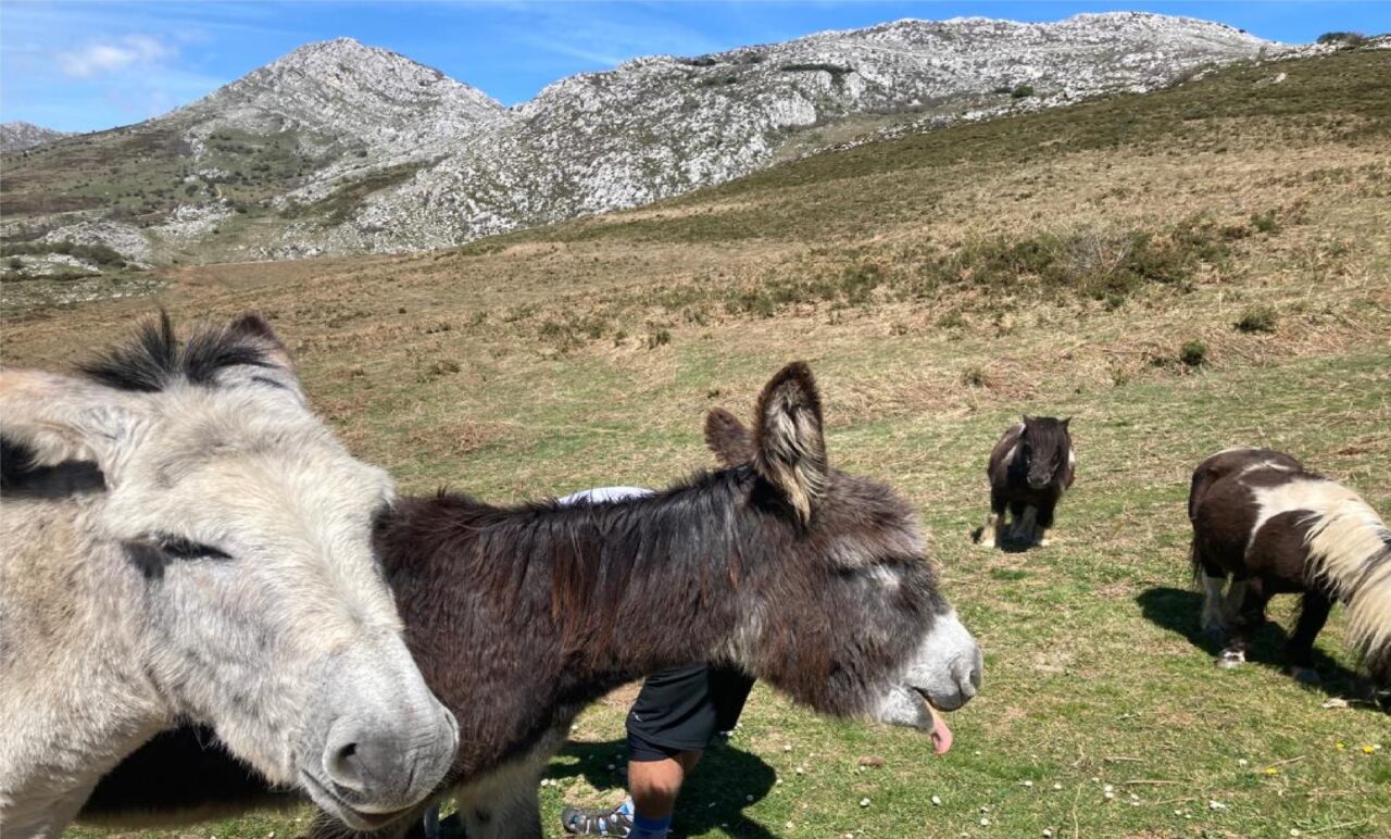 Burritos y ponys en la sierra del Aramo, Quiros